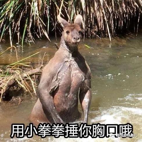 活久见!野外突然看到只两米高的肌肉袋鼠在洗澡