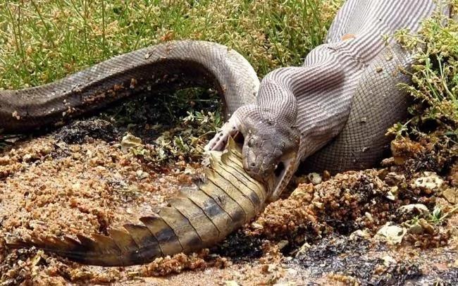 慎入:巨蟒绞杀2米鳄鱼艰难吞下 身体都撑变形