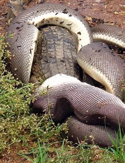 慎入:巨蟒绞杀2米鳄鱼艰难吞下 身体都撑变形