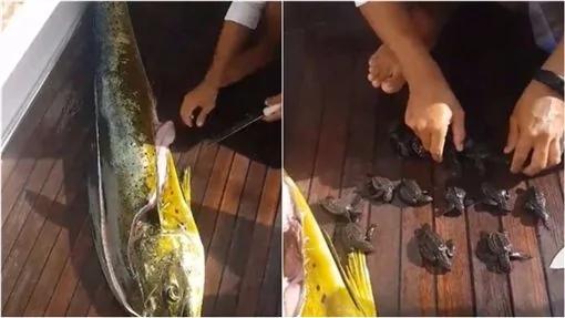 残酷大自然!鯕鳅被捕获 竟在肚中挖出这么多...