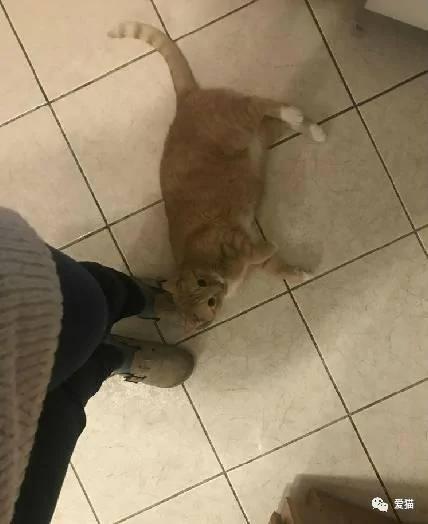 小橘猫被领养回家后 视线永远都紧盯着女主人不放 原因…!