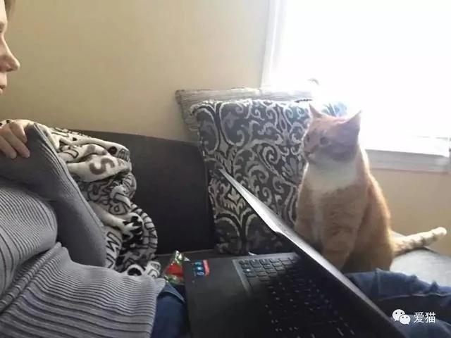 小橘猫被领养回家后 视线永远都紧盯着女主人不放 原因…!