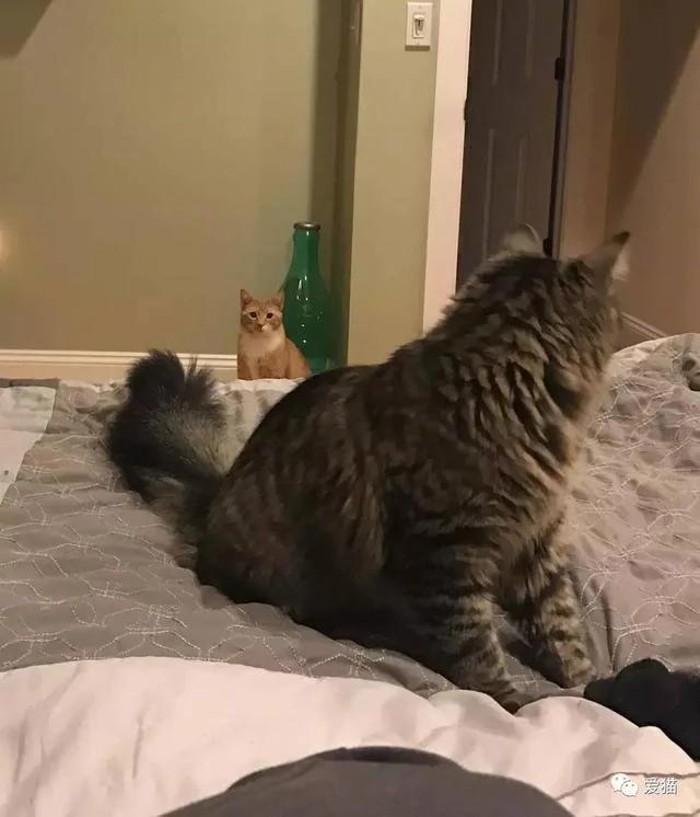 小橘猫被领养回家后 视线永远都紧盯着女主人不放 原因…!
