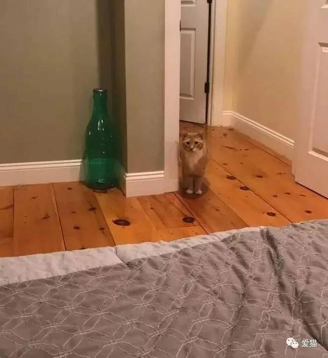 小橘猫被领养回家后 视线永远都紧盯着女主人不放 原因…!