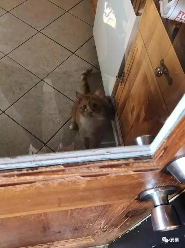 小橘猫被领养回家后 视线永远都紧盯着女主人不放 原因…!