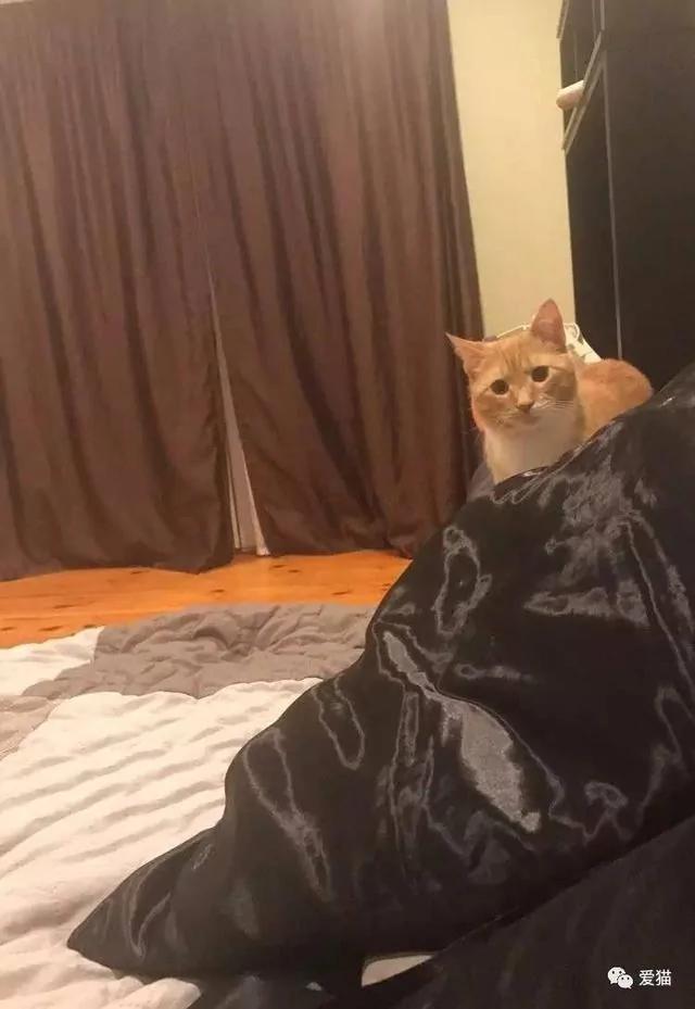 小橘猫被领养回家后 视线永远都紧盯着女主人不放 原因…!