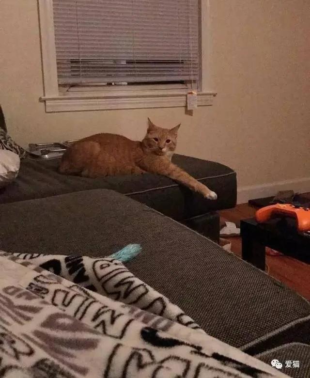 小橘猫被领养回家后 视线永远都紧盯着女主人不放 原因…!