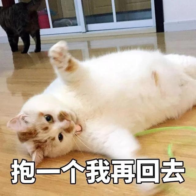 网红猫楼楼今天去世了…我们的表情包再也回不来了…