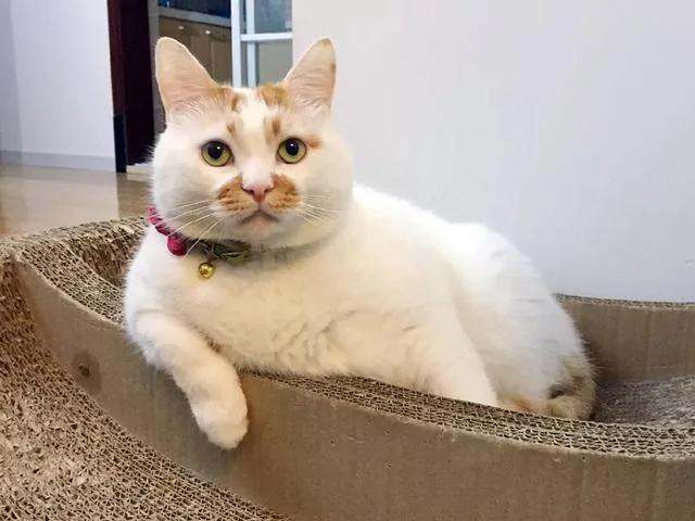 网红猫楼楼今天去世了…我们的表情包再也回不来了…