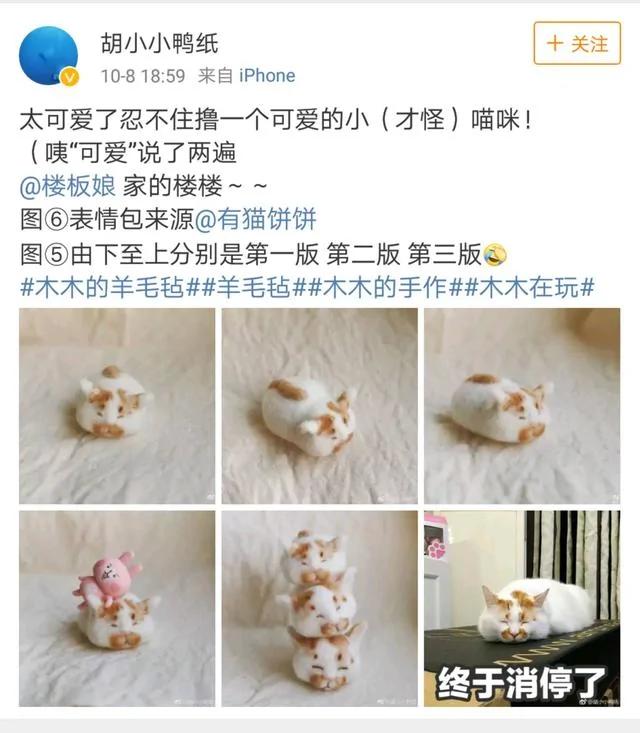 网红猫楼楼今天去世了…我们的表情包再也回不来了…