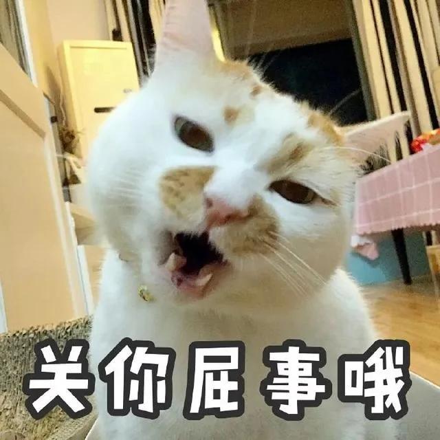 网红猫楼楼今天去世了…我们的表情包再也回不来了…