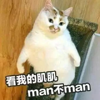 网红猫楼楼今天去世了…我们的表情包再也回不来了…