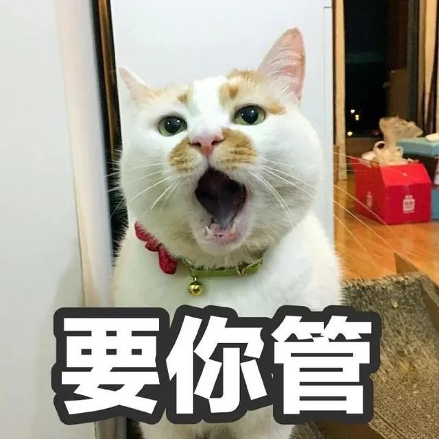 网红猫楼楼今天去世了…我们的表情包再也回不来了…
