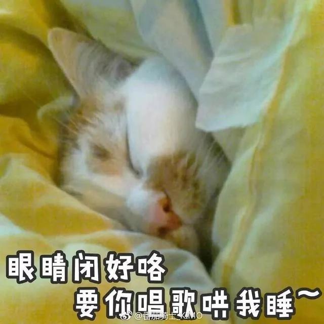 网红猫楼楼今天去世了…我们的表情包再也回不来了…