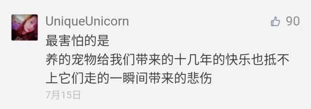 网红猫楼楼今天去世了…我们的表情包再也回不来了…