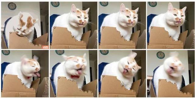 网红猫楼楼今天去世了…我们的表情包再也回不来了…