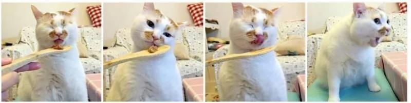 网红猫楼楼今天去世了…我们的表情包再也回不来了…