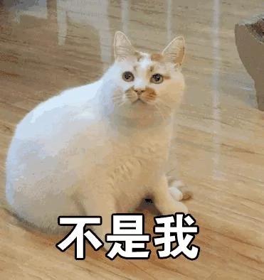 网红猫楼楼今天去世了…我们的表情包再也回不来了…
