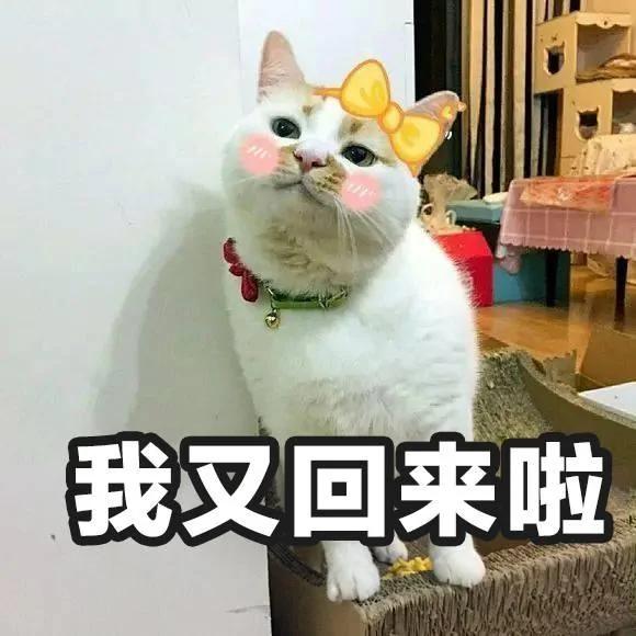 网红猫楼楼今天去世了…我们的表情包再也回不来了…