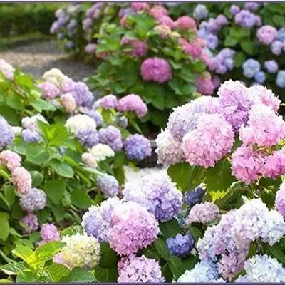 比香水还香的9款植物 第五种最旺宅 种在院子里香气满满