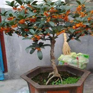 比香水还香的9款植物 第五种最旺宅 种在院子里香气满满