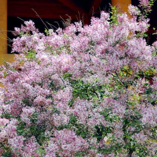 比香水还香的9款植物 第五种最旺宅 种在院子里香气满满