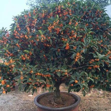 比香水还香的9款植物 第五种最旺宅 种在院子里香气满满