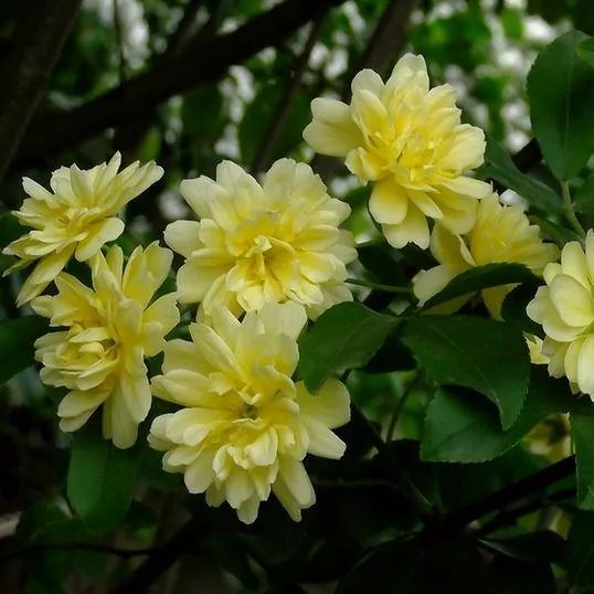 比香水还香的9款植物第五种最旺宅种在院子里香气满满 阿波罗新闻网