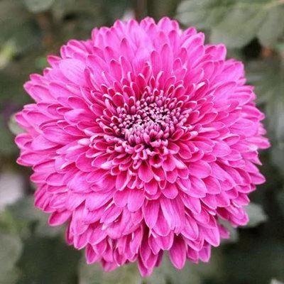 比香水还香的9款植物 第五种最旺宅 种在院子里香气满满