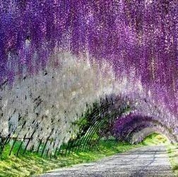 比香水还香的9款植物 第五种最旺宅 种在院子里香气满满