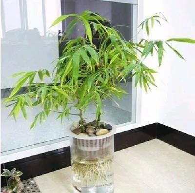 比香水还香的9款植物 第五种最旺宅 种在院子里香气满满