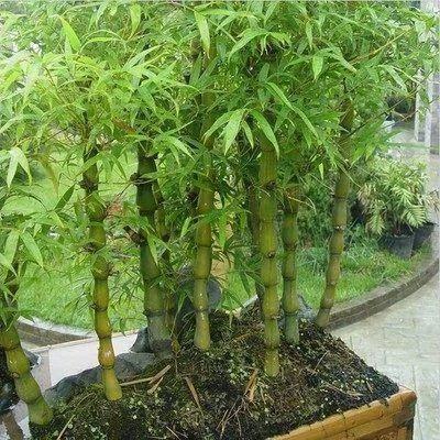 比香水还香的9款植物 第五种最旺宅 种在院子里香气满满