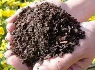 这样养花就是活埋它们 用这个小方法 一下就解决