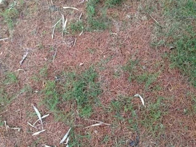这样养花就是活埋它们 用这个小方法 一下就解决