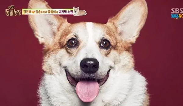 韩星夫妇13年无子 爱犬癌逝2月惊喜降临!