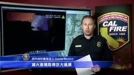 加州火灾奇景:大树被火从内而外吞噬