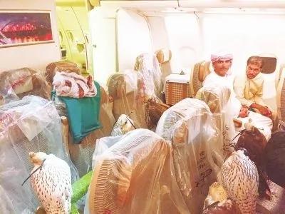 中东土豪带10多只鹰隼坐飞机 同机女子拍下照片