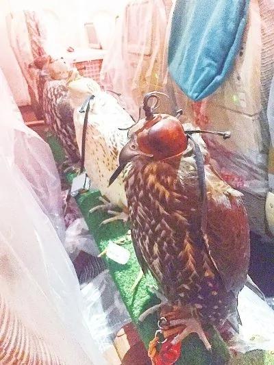 中东土豪带10多只鹰隼坐飞机 同机女子拍下照片