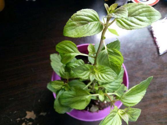 薄荷只用来养着看?这么多的养生好处不知道那就太可惜了