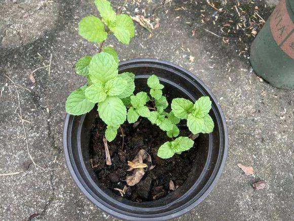 薄荷只用来养着看?这么多的养生好处不知道那就太可惜了