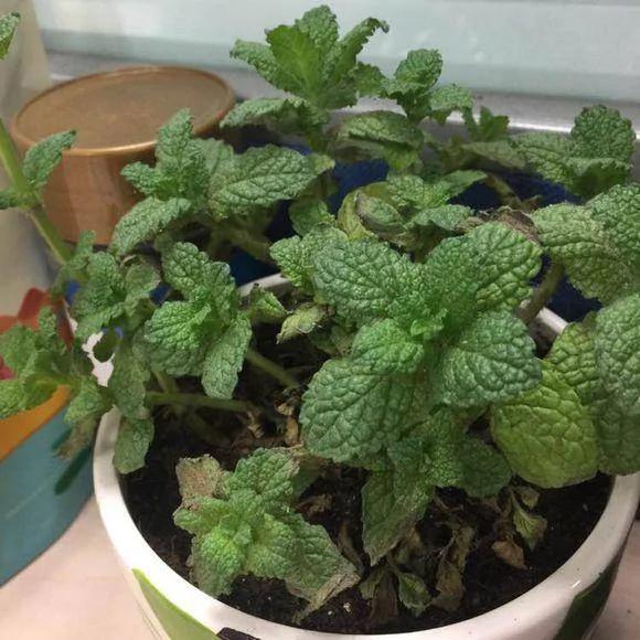 薄荷只用来养着看?这么多的养生好处不知道那就太可惜了