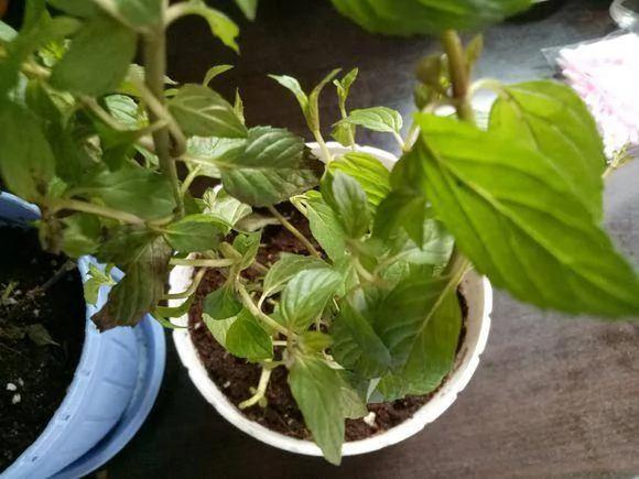 薄荷只用来养着看?这么多的养生好处不知道那就太可惜了