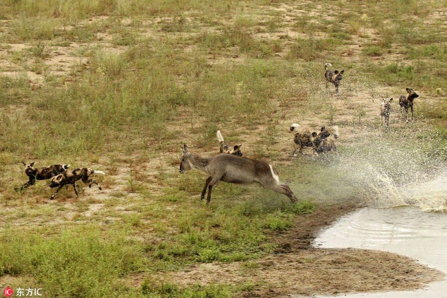 野狗、鳄鱼、河马,羚羊三次逃脱被吃
