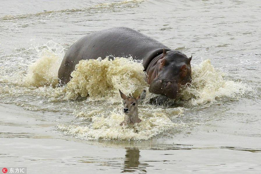 野狗、鳄鱼、河马,羚羊三次逃脱被吃