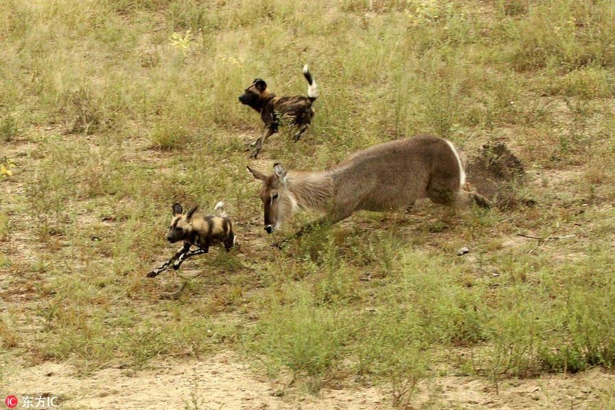 野狗、鳄鱼、河马,羚羊三次逃脱被吃