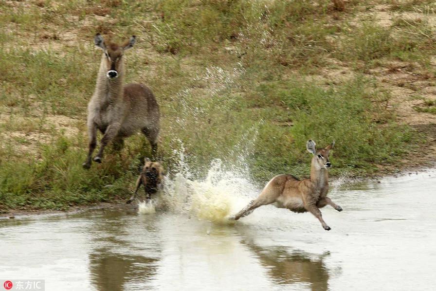 野狗、鳄鱼、河马,羚羊三次逃脱被吃