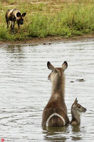 野狗、鳄鱼、河马,羚羊三次逃脱被吃