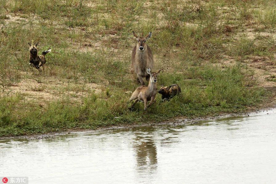 野狗、鳄鱼、河马,羚羊三次逃脱被吃