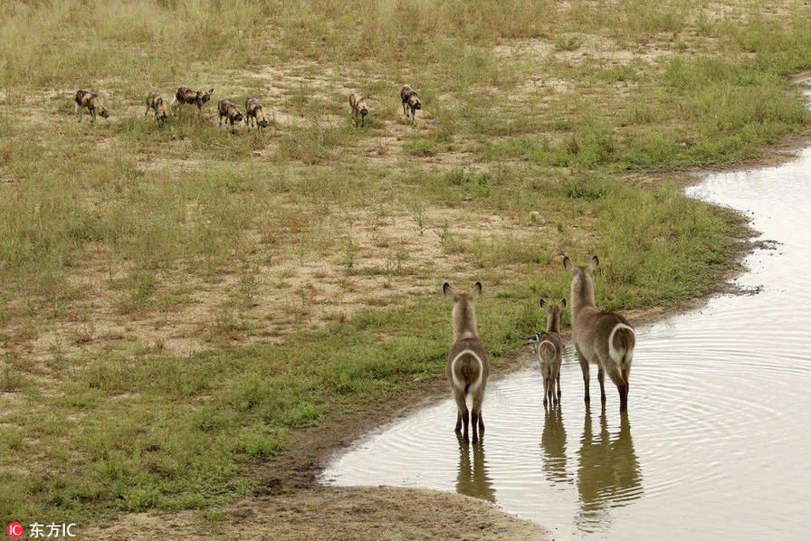 野狗、鳄鱼、河马,羚羊三次逃脱被吃
