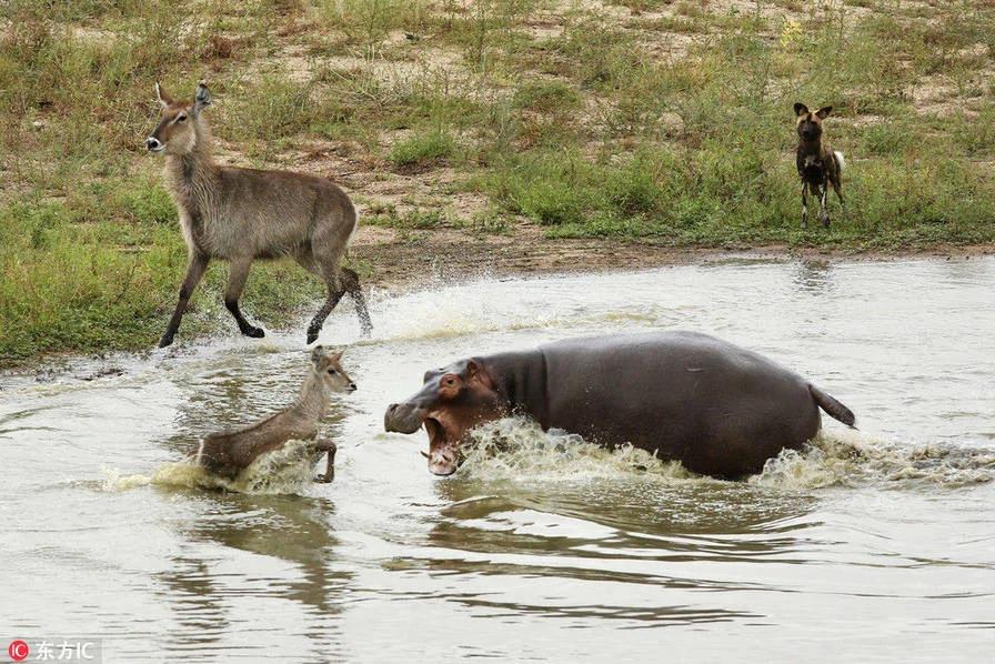 野狗、鳄鱼、河马,羚羊三次逃脱被吃